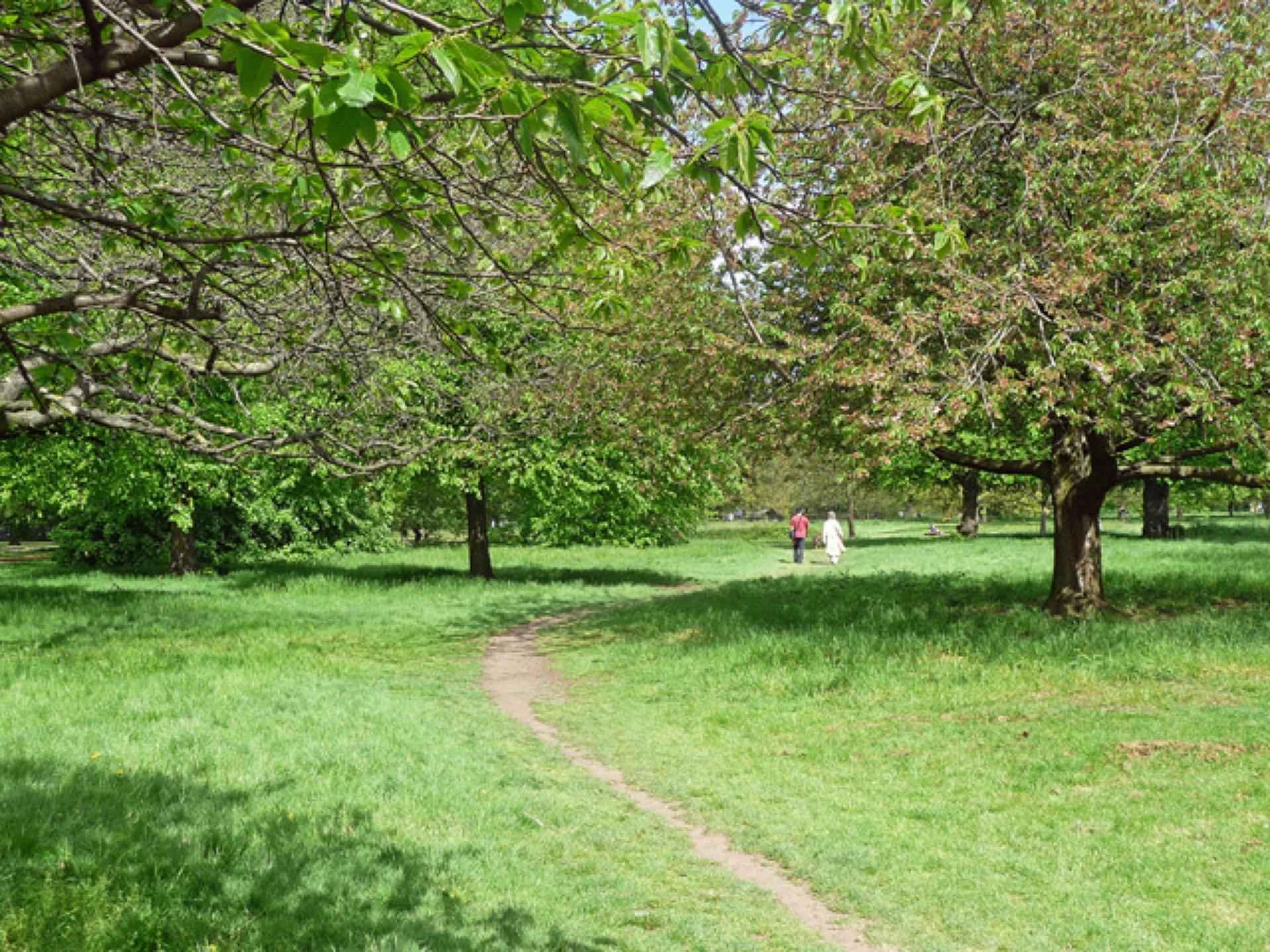 Alee mărginită de copaci în Hyde Park, Londra.