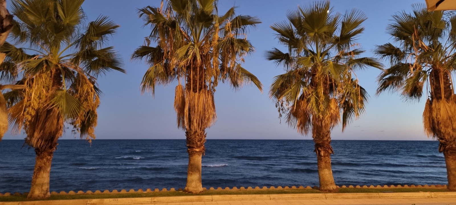 Palmieri și Marea Mediterană la amurg, pe promenada din Sitges.